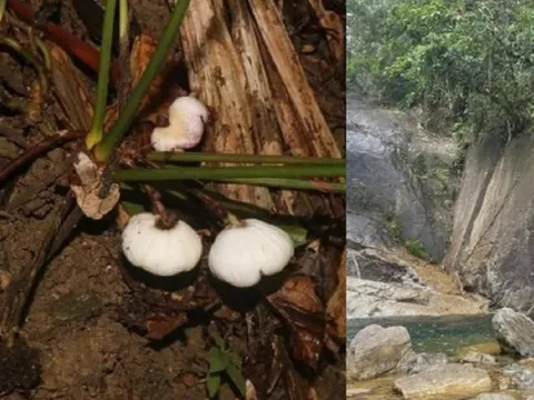 Loài cây siêu đẹp có bề ngoài giống củ tỏi, cả thế giới chỉ tìm thấy duy nhất trên lãnh thổ Việt Nam