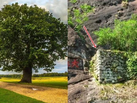 Trung Quốc có cây quý hiếm được mua bảo hiểm hơn 300 tỷ đồng: Tạo ra thành phẩm đắt gấp 90 lần vàng