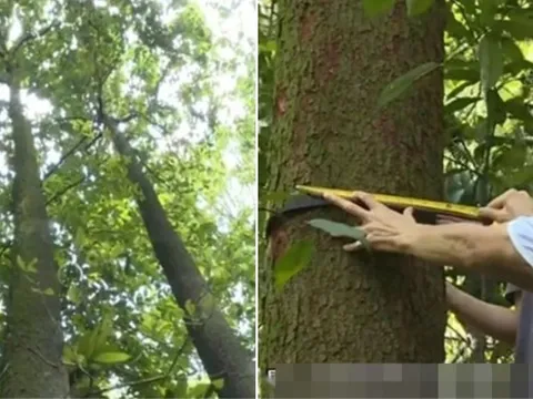 'Thần dược' cực kì nguy cấp lần đầu được phát hiện ở Nam Xuyên: Quần thể chỉ có 20 cây, được bảo vệ nghiêm ngặt