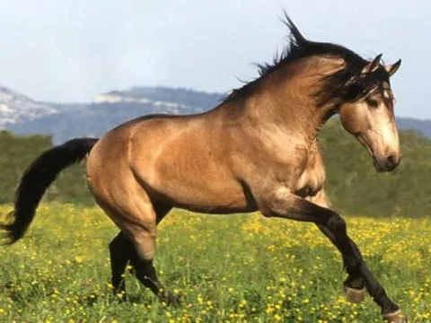 Vì sao con người không có đuôi như các loài động vật có xương sống khác?