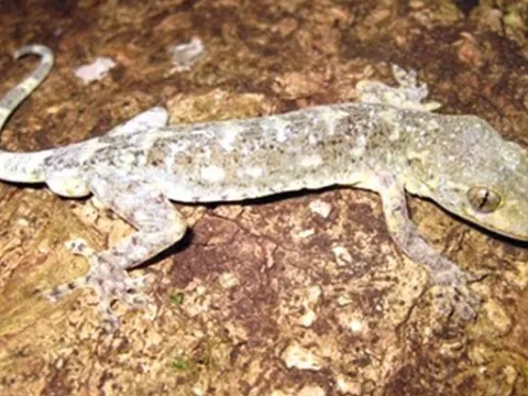 Loài động vật quý hiếm cả thế giới chỉ Việt Nam có, giới khoa học nỗ lực tìm mọi cách để bảo tồn