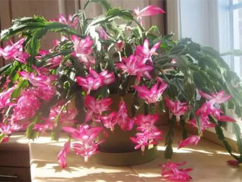 Năm loại cây mang ý nghĩa tốt lành, ngày Tết là thời điểm thích hợp để chơi, thật đẹp để trưng bày trong nhà