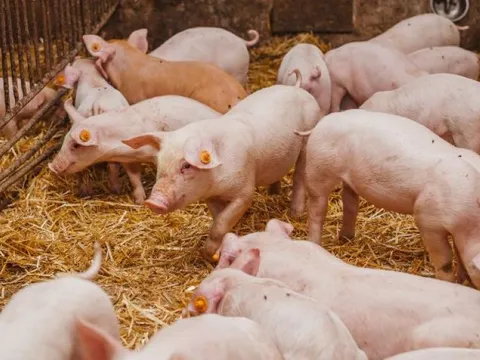 Giá heo hơi ngày 20/1/2025: "Lặng sóng" trên toàn quốc