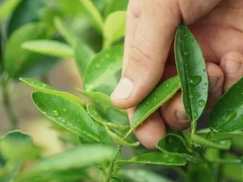 Loại lá quen thuộc ở Việt Nam 'xin là cho', không mất tiền mua, nhưng nước ngoài được bán với giá đắt đỏ gần 6,4 triệu