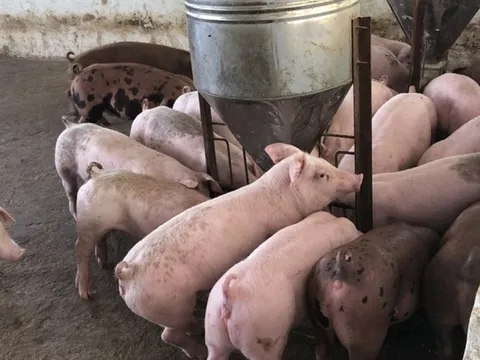 Giá heo hơi ngày 21/1/2025: Đi ngang trên cả nước 