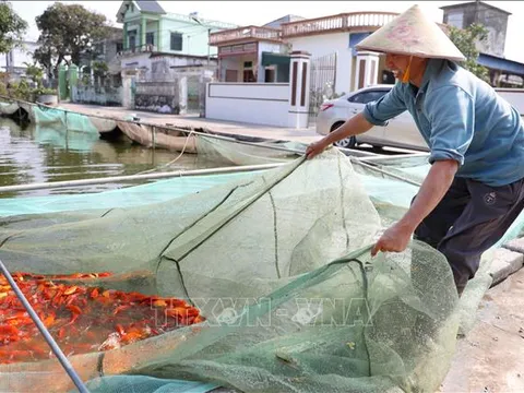 Buồn vui với sản phẩm phục vụ Tết