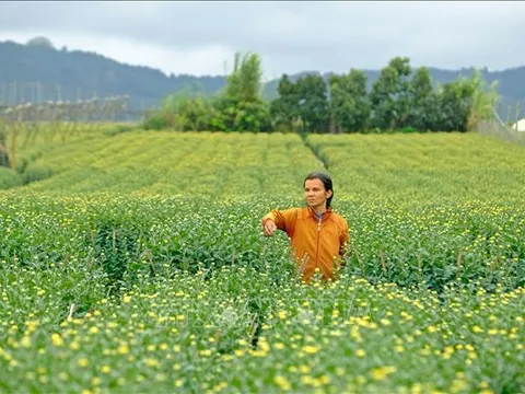 Làng hoa tất bật chuẩn bị cho cao điểm thu hoạch vụ Tết