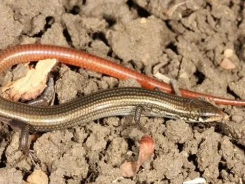 Loài thằn lằn giống rắn hồi sinh kì diệu sau 40 năm bị tuyệt chủng khiến các nhà khoa học kinh ngạc