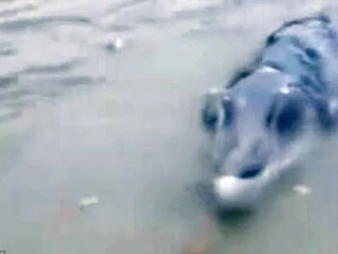 Đi câu cá, người đàn ông ‘sốc’ khi thấy ‘thủy quái’ hình thù kì dị, người dân địa phương cũng không hề biết