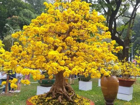 Tết Nguyên đán 2025: 6 cây cảnh 'toả mùi giàu sang', người có tiền thích chưng trong nhà để chiêu may, gọi lộc