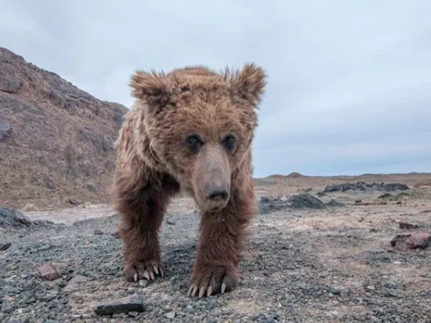 Loài thú quý hiếm nhất hành tinh có trong ‘Sách đỏ’ đang trên bờ vực tuyệt chủng, cả thế giới chỉ còn 36 con
