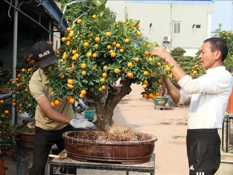 Nghệ nhân thổi 'hồn' cho quất bonsai