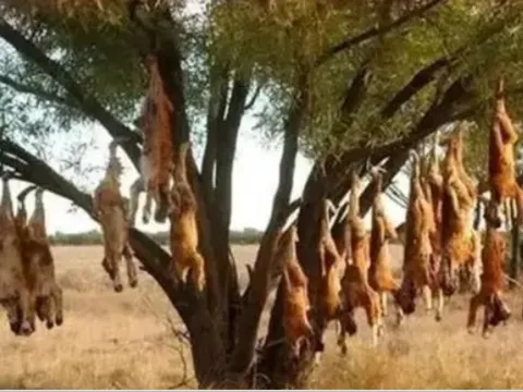 Loài cây ‘ăn thịt cừu’ tự bốc cháy khi nhiệt độ lên tới 40 độ, đàn cừu đến gần đồng nghĩa với cái chết!