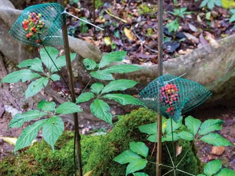 Loại hạt đắt nhất chỉ có ở Việt Nam: 4 năm mới đậu quả, mỗi cây được vài chục hạt, giá 300 triệu/kg