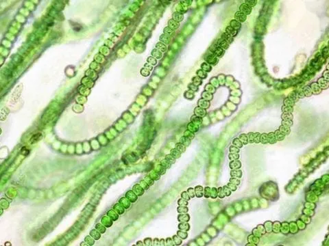 Nếu mặt trời bị 'dập tắt' đột ngột, nhân loại có thể kéo dài sự sống trên Trái đất trong bao lâu? Khám phá sự thật đáng kinh ngạc