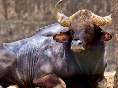 Loài động vật lớn bậc nhất thế giới đang trên bờ tuyệt chủng ở Việt Nam: Nặng 2 tấn, túi mật có giá 60 triệu, chỉ còn 300 cá thể