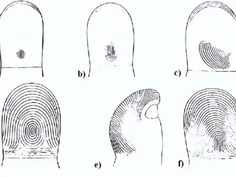 Tại sao trên thế giới không có dấu vân tay giống nhau?