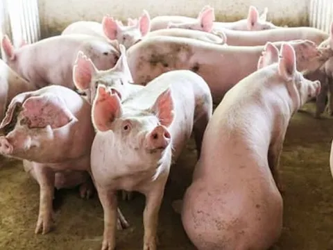 Giá heo hơi ngày 5/2/2025: Miền Nam tiếp tục tăng mạnh, đạt mức 72.000 đồng/kg 