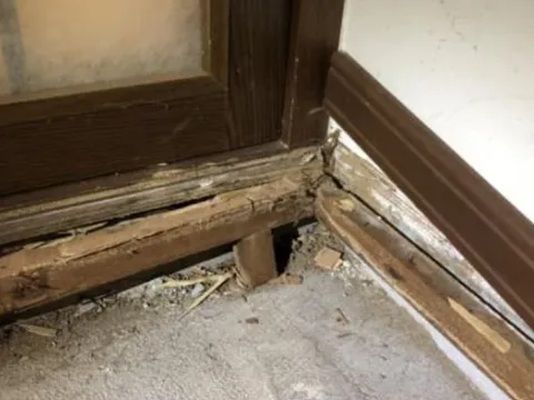 Đừng để mối mọt 'xơi tái' ngôi nhà của bạn, hãy học ngay 4 cách diệt mối tận gốc đơn giản mà hiệu quả