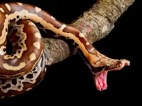 Báu vật Việt Nam: Loài 'mãng xà' mệnh danh kiệt tác tự nhiên đẹp hiếm thấy, cả thế giới chỉ 5 nước có