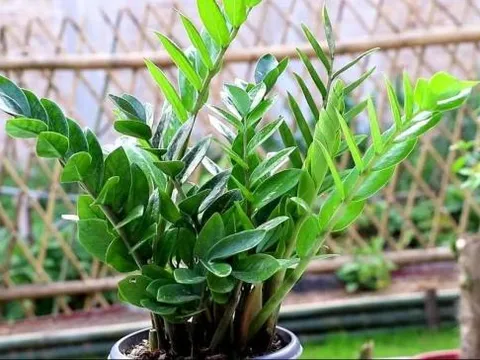 Cổ nhân có câu: “Nếu trồng 4 loại hoa trong nhà thì gia đình sẽ thịnh vượng'