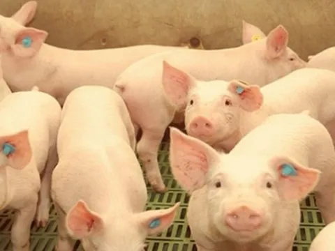 Giá heo hơi ngày 7/2/2025: Đà tăng tiếp tục trên cả nước 