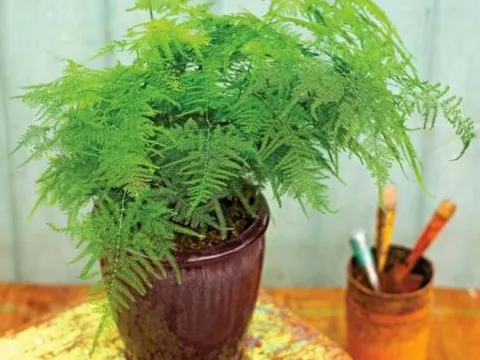 Trồng “4 loại cây xanh” này ở nhà như lắp máy không khí, sức khỏe cả nhà tốt hơn hẳn