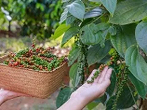 Giá nông sản ngày 9/2/2025: Hồ tiêu tiếp tục tăng mạnh, cà phê giảm nhẹ 
