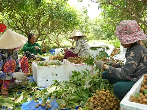 Phát triển bền vững nông nghiệp vùng Đông Nam Bộ – Bài 1: Trụ đỡ của nền kinh tế