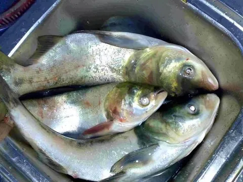Tránh xa 5 loại cá 'bẩn' này nếu không muốn rước bệnh vì chứa đầy kim loại nặng và ký sinh trùng, người bán cũng 'lắc đầu', đừng cho gia đình ăn
