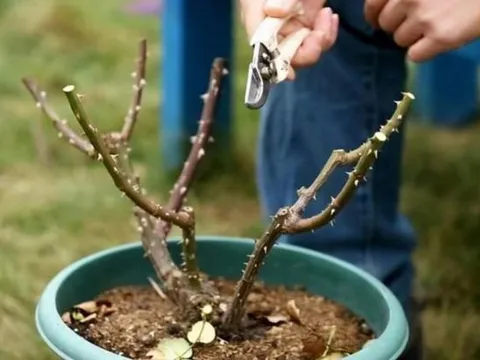 4 loại hoa 'không cắt tỉa thì không nở', hãy nhanh tay cắt tỉa vào mùa xuân, hoa sẽ nở nhiều hơn