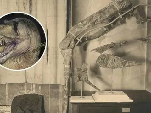 Quái thú "dị long" dài 10 m lộ diện ở Giza - Ai Cập