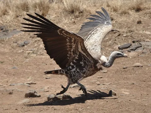 Loài chim bay cao nhất thế giới: 'Chạm trán' với phi công, khả năng săn mồi phi thường