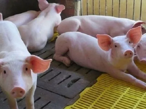 Giá heo hơi ngày 14/2/2025: Ổn định trên cả nước 