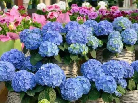 5 loại hoa trồng vào mùa xuân, hoa đẹp và dễ trồng, bạn có thể có hoa để ngắm ở nhà trong thời gian dài