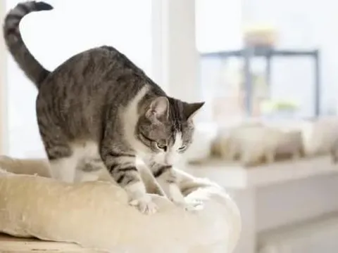 Vì sao mèo thích làm động tác nhào bột?