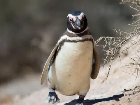 Tại sao không có chim cánh cụt ở Bắc Cực? Điều gì đã xảy ra với 69 chú chim cánh cụt được thả vào Bắc Cực 80 năm trước?