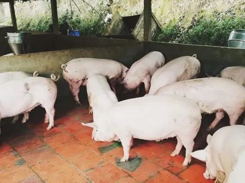 Giá heo hơi ngày 18/2/2025: Biến động trái chiều giữa hai miền Bắc, Nam