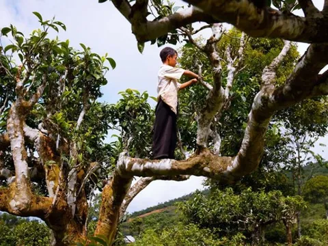 Loại cây được công nhận là 'Cây di sản Việt Nam': Mọc trên độ cao 1200m, cả nước chỉ còn rất ít