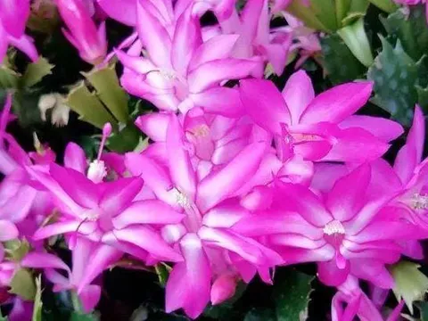 Rắc một nắm này vào chậu hoa cây cảnh, không lo bị sâu bọ, không bị thối rễ, lá có màu xanh bóng, hoa nở đầy chậu