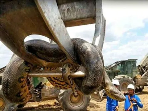 Con trăn lớn nhất thế giới từng được phát hiện có kích thước bao nhiêu?