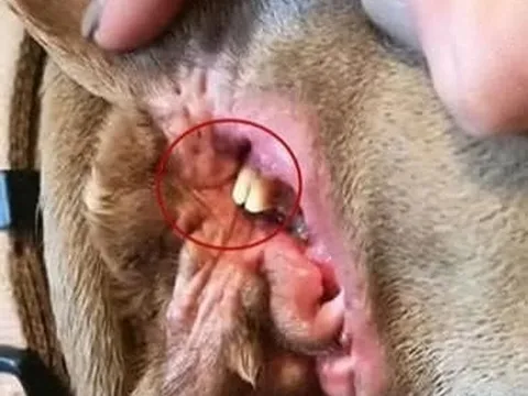 Trên tai chú chó có những cục màu vàng, người chủ lúc đầu tưởng đó là ráy tai, nhìn kỹ lại sợ toát mồ hôi hột