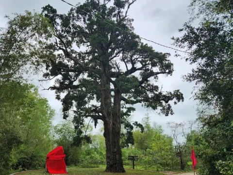 Cây rỏi mật hơn 500 tuổi ở Quảng Nam được công nhận là Cây di sản Việt Nam