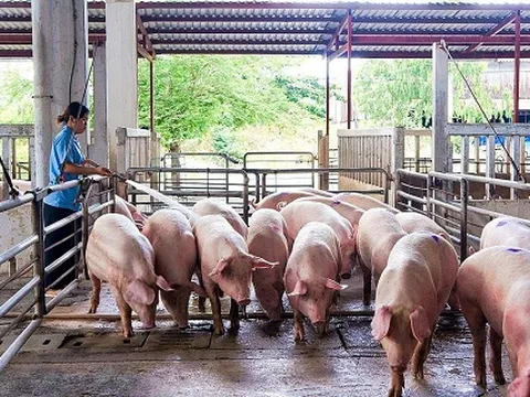 Giá heo hơi ngày 25/2/2025: Tăng mạnh, chạm mốc 78.000 đồng/kg 