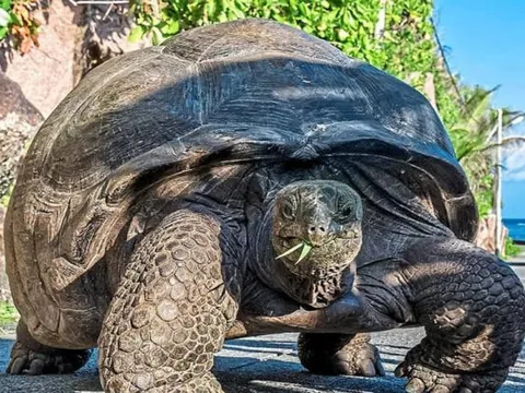 Con rùa bị 'thần chết lãng quên', sinh ra cùng thời vua Càn Long và vẫn sống khỏe tới tận thế kỷ 21, sống lâu hơn cả 3 người nuôi