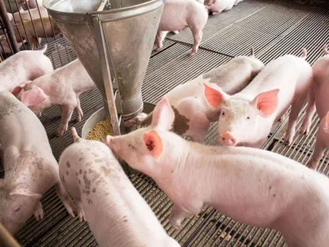 Giá heo hơi ngày 26/2/2025: Tiếp đà tăng mạnh, tiến sát mốc 80.000 đồng/kg 