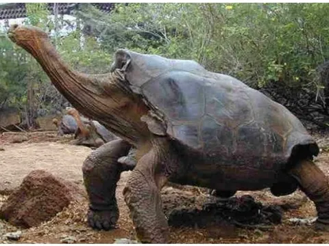 Tại sao con người chỉ có thể sống được 80 năm, nhưng rùa có thể sống được 200 năm?