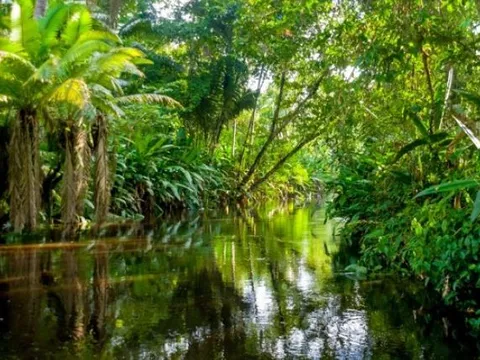 500 triệu năm trước, Trái Đất không có con người trông như thế nào? Các nhà khoa học: Tiên cảnh!