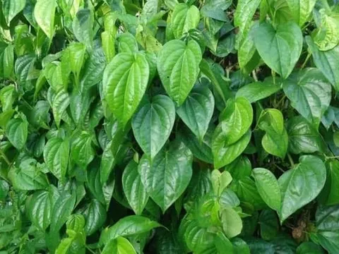 Có nên trồng cây trầu không ở trước cửa nhà hay không? Ý nghĩa phong thủy của cây trầu không là gì?