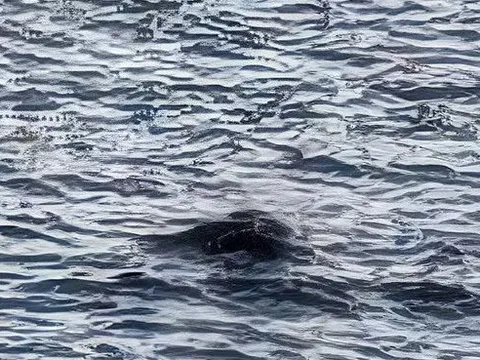 Bằng chứng rõ ràng nhất về Quái vật hồ Loch Ness cho đến nay: Người chứng kiến choáng váng sau khi phát hiện ra một khối màu đen bí ẩn